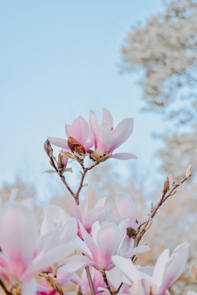 Magnolia