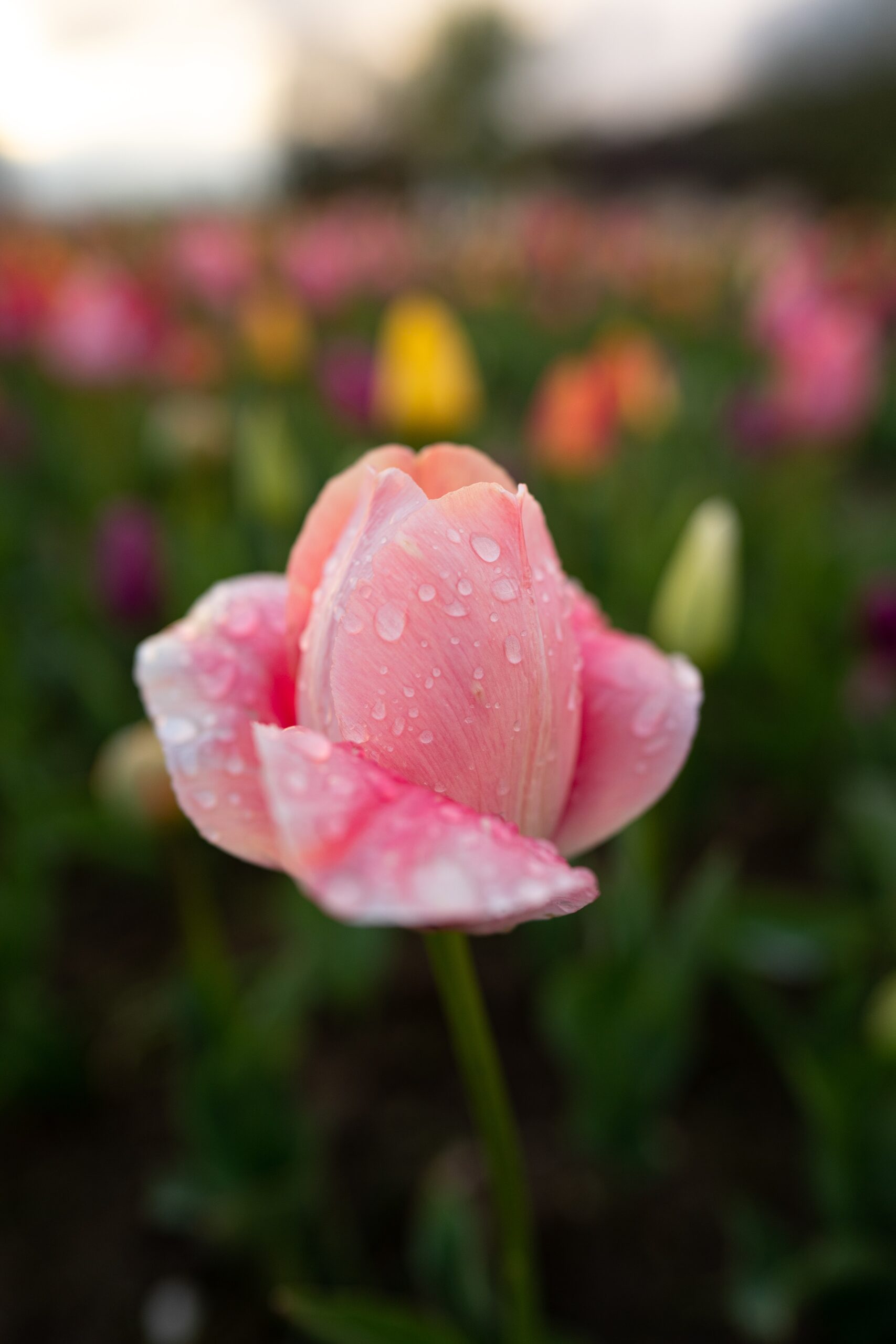 Roze tulp
